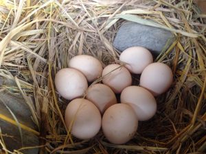 Distributor Telur Asin dan Telur Ayam Kampung Di Purwokerto
