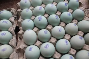 Distributor Telur Asin