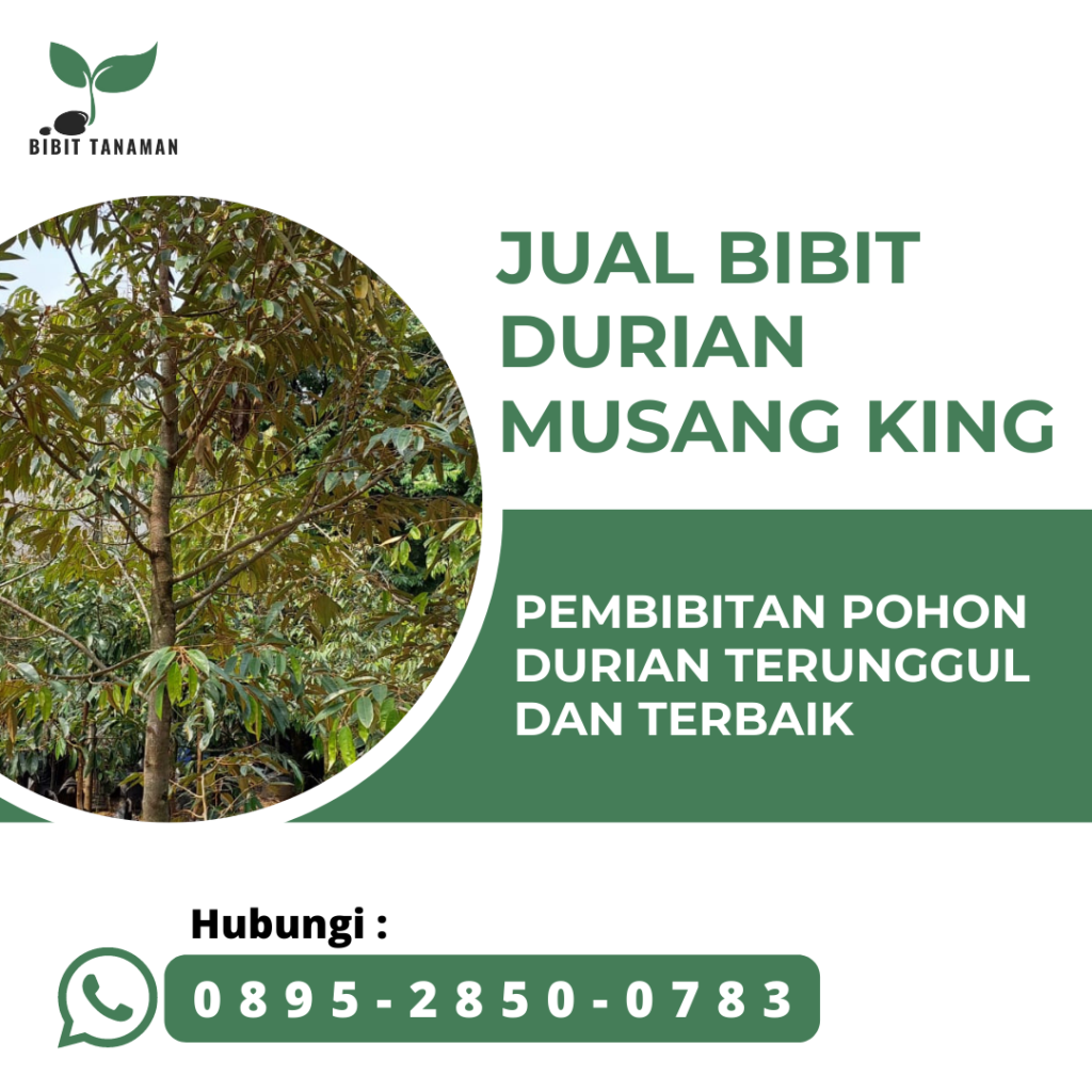 Jual Bibit Durian