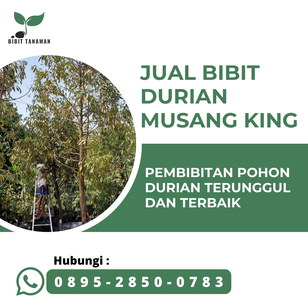 Jual Bibit Durian