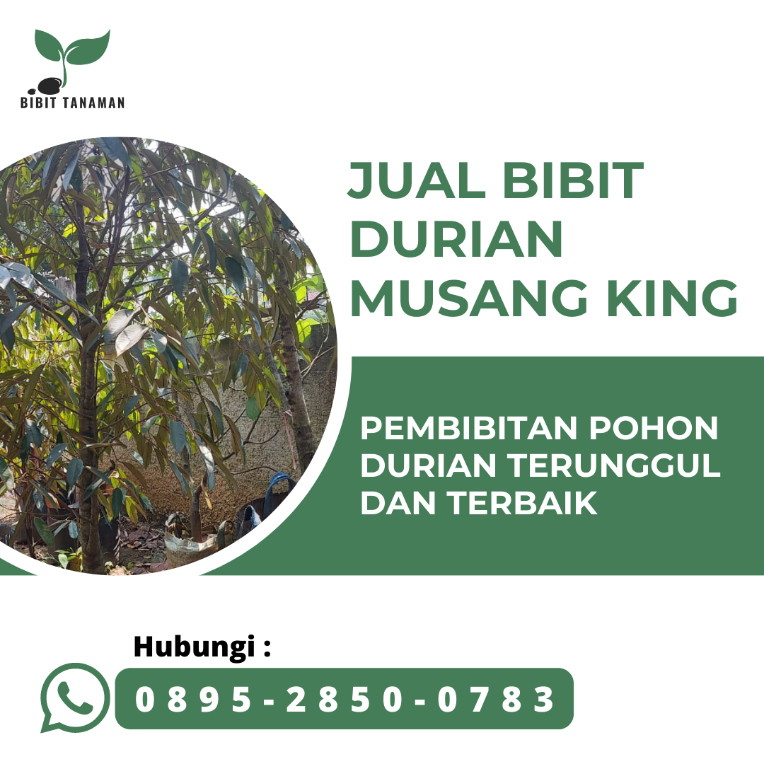 Jual Bibit Durian