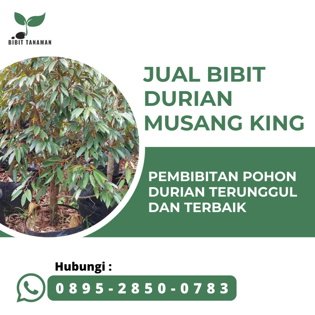 Jual Bibit Durian