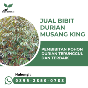 Jual Bibit Durian