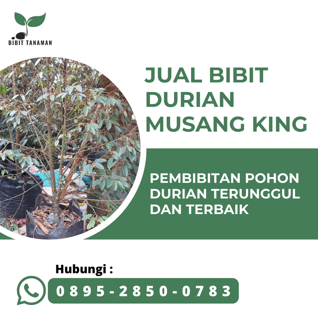 Jual Bibit Durian