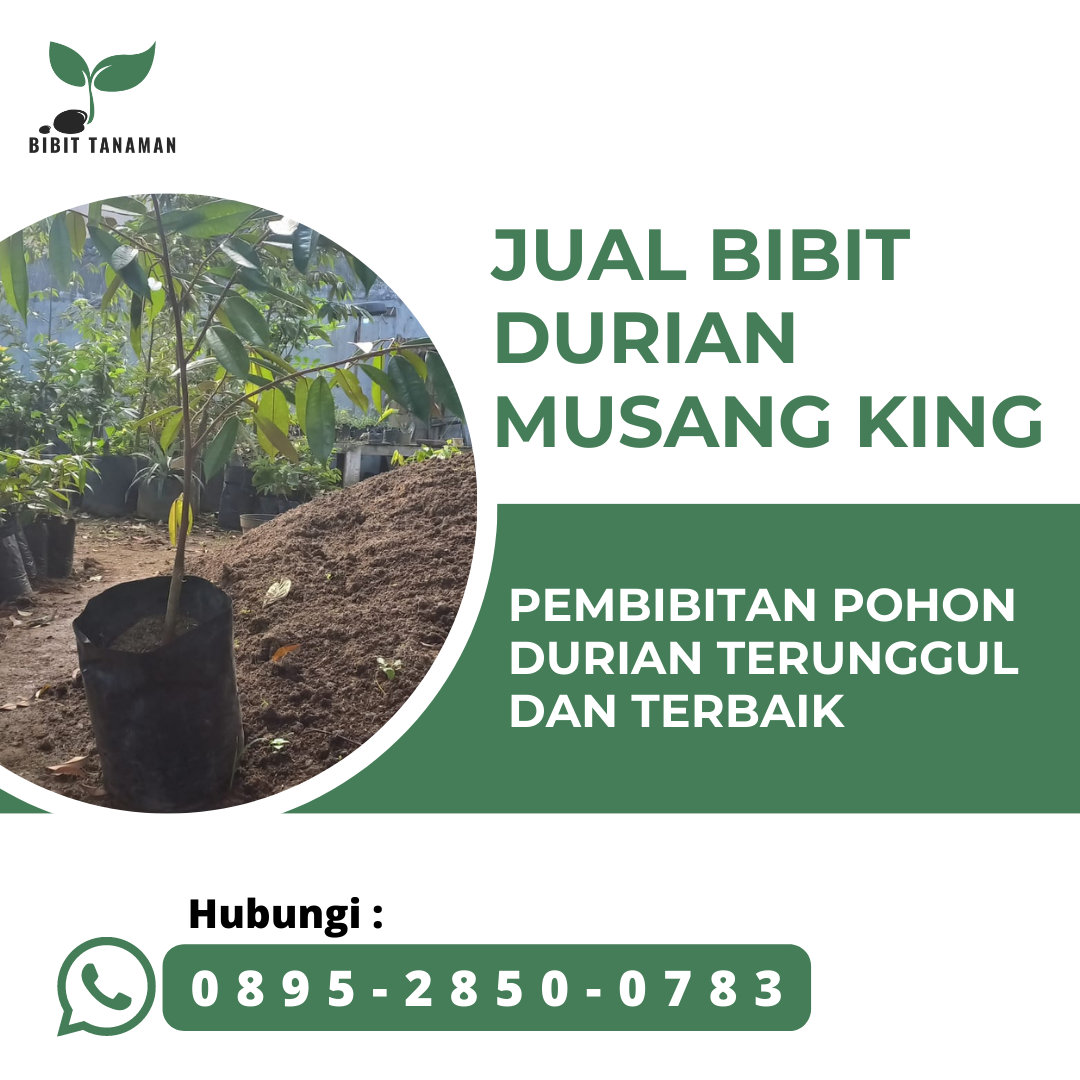 Jual Bibit Durian