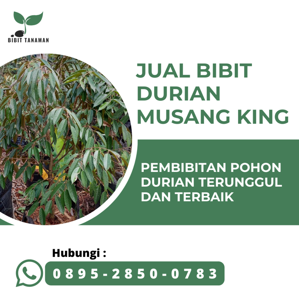 Jual Bibit Durian